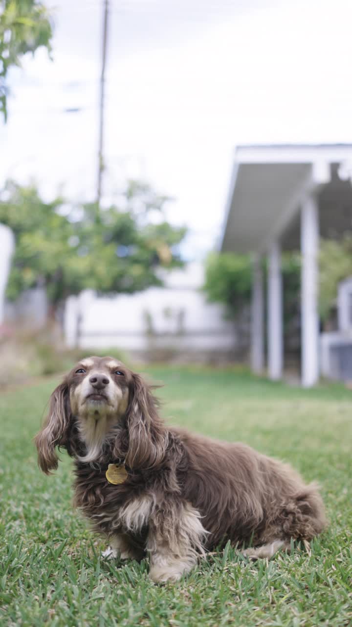 长毛腊肠犬在户外摆姿势视频素材