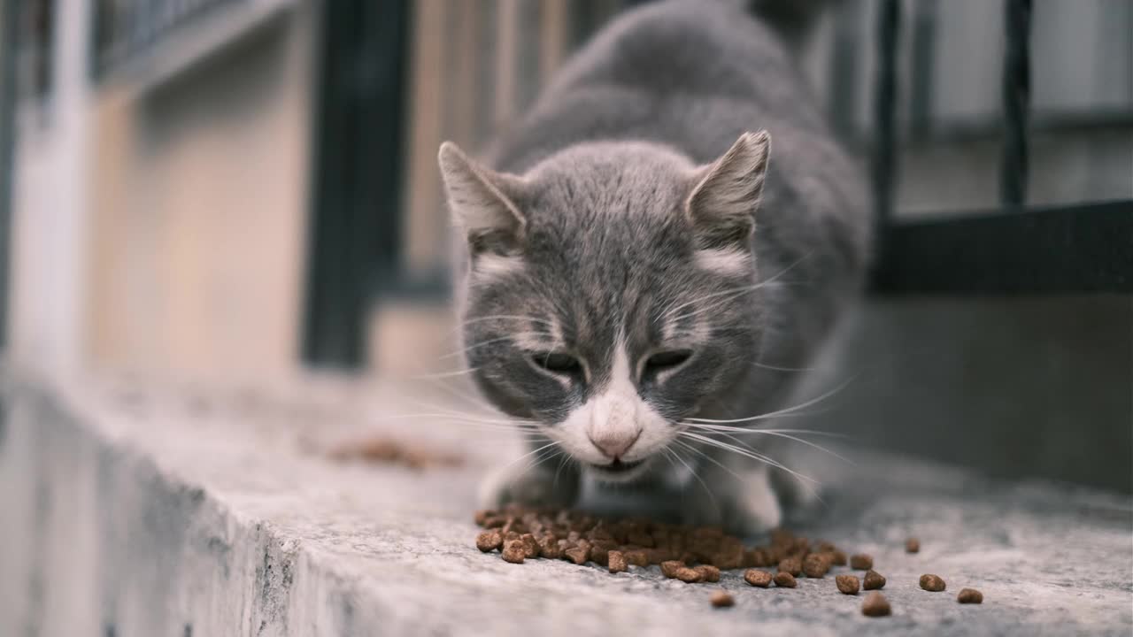 流浪猫吃食物视频素材