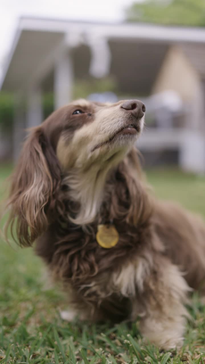 长毛腊肠犬在户外摆姿势视频素材