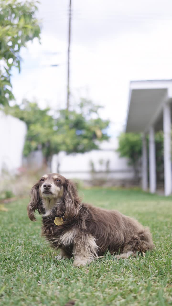 长毛腊肠犬在户外摆姿势视频素材