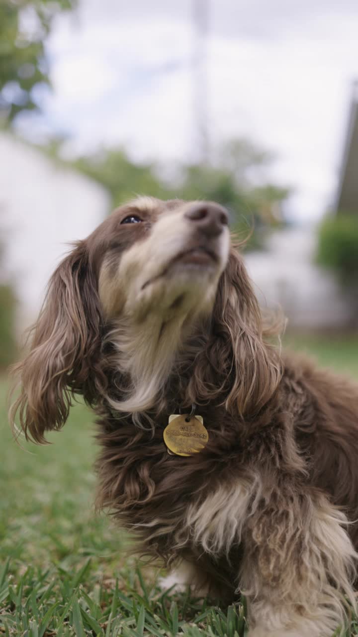 长毛腊肠犬在户外摆姿势视频素材