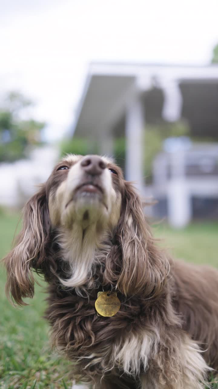 长毛腊肠犬在户外摆姿势视频素材