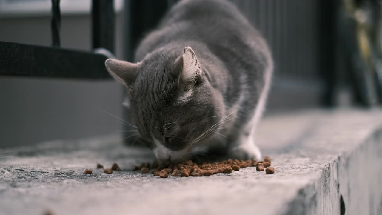 流浪猫吃食物视频素材