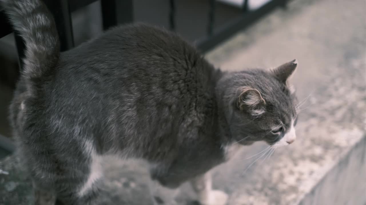 流浪猫吃食物视频素材