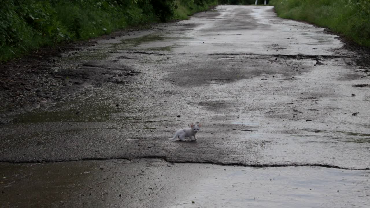 雨后街头一只悲伤的流浪猫视频素材