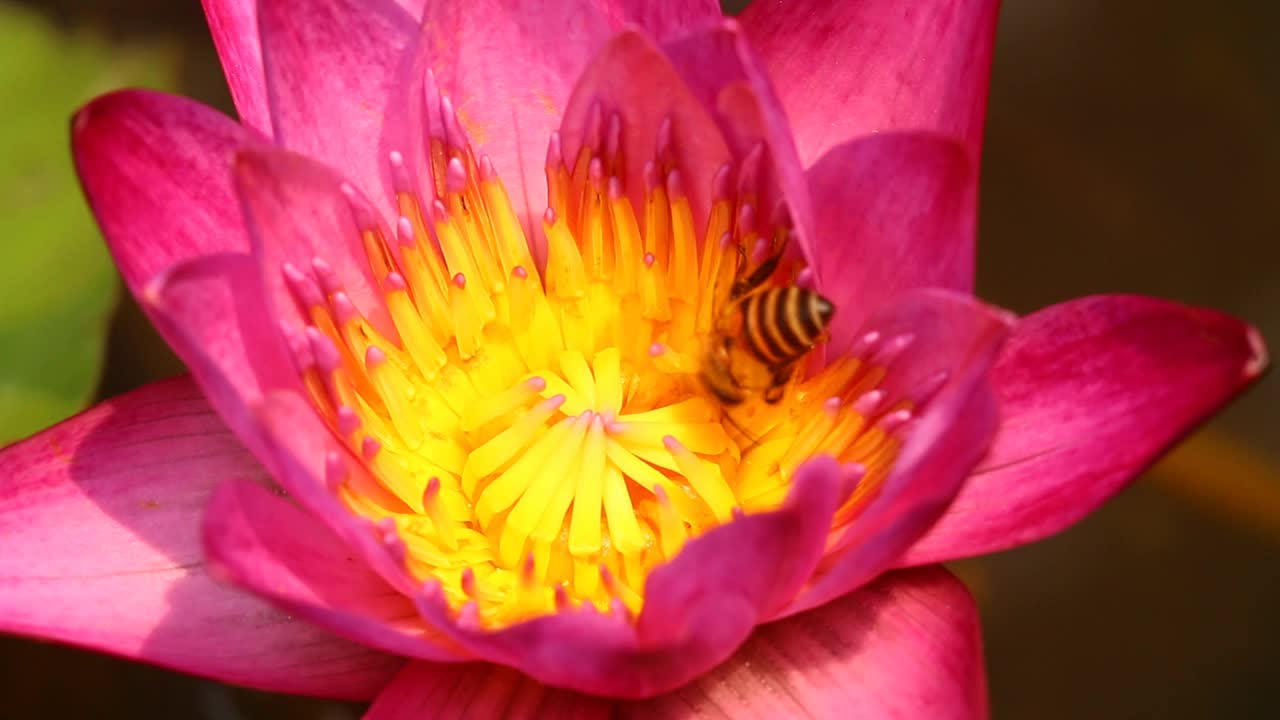 池塘里有蜜蜂和粉红莲花视频素材