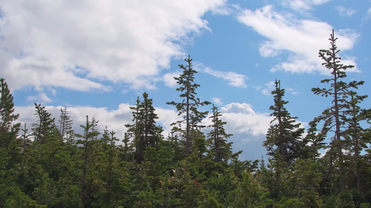 针叶林的树枝在风中摇摆。冷杉树梢映衬着蓝色多云的天空。夏日阳光明媚的针叶林。视频素材