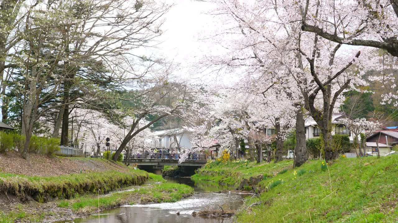 日本运河上的樱花视频素材