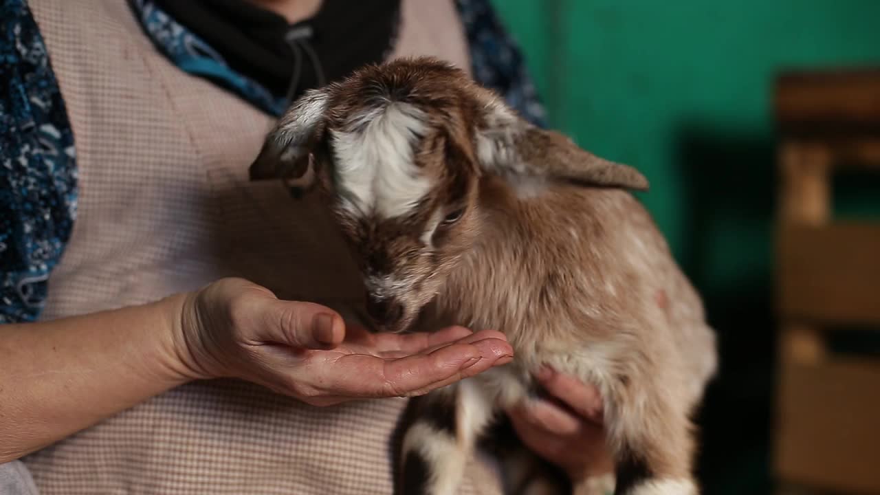 一位妇女怀里抱着一只小山羊。视频素材