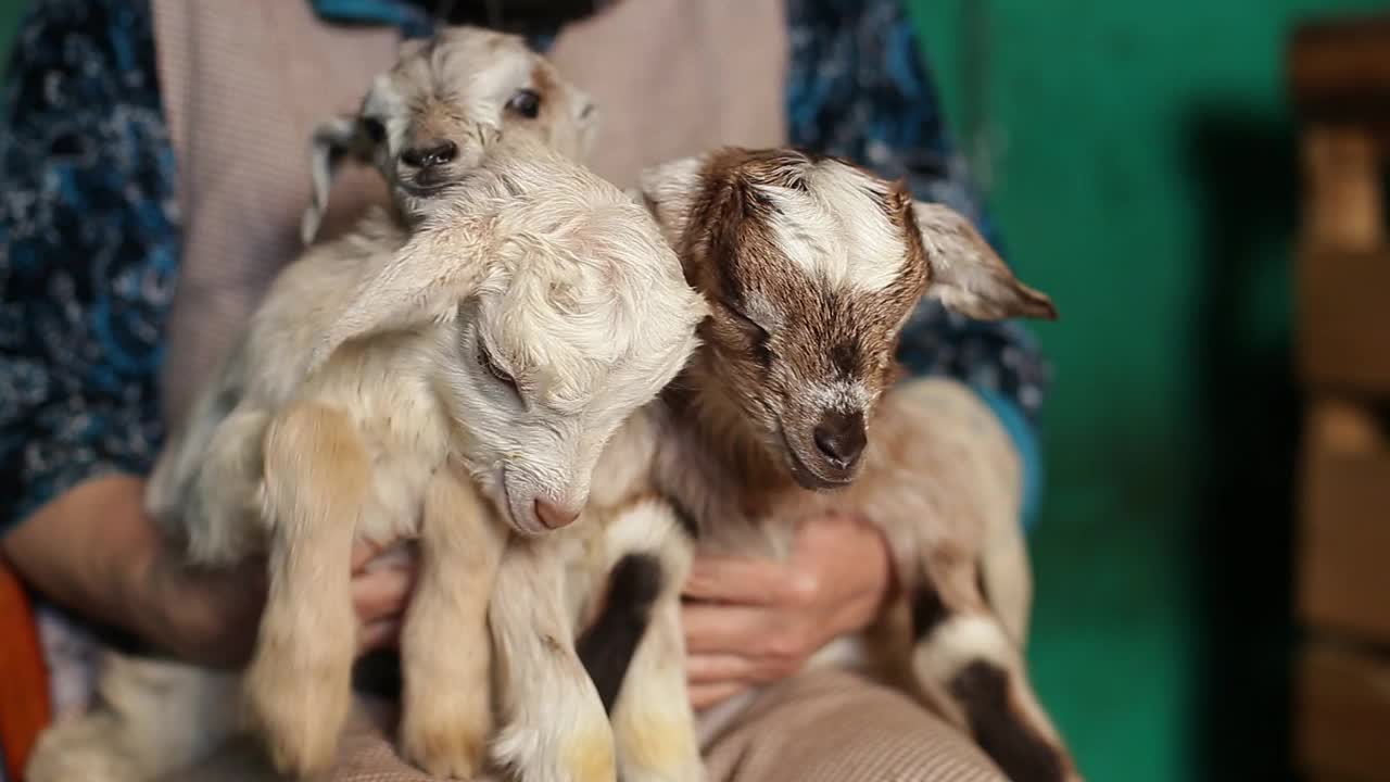 这个女人怀里抱着可爱的小山羊。视频素材