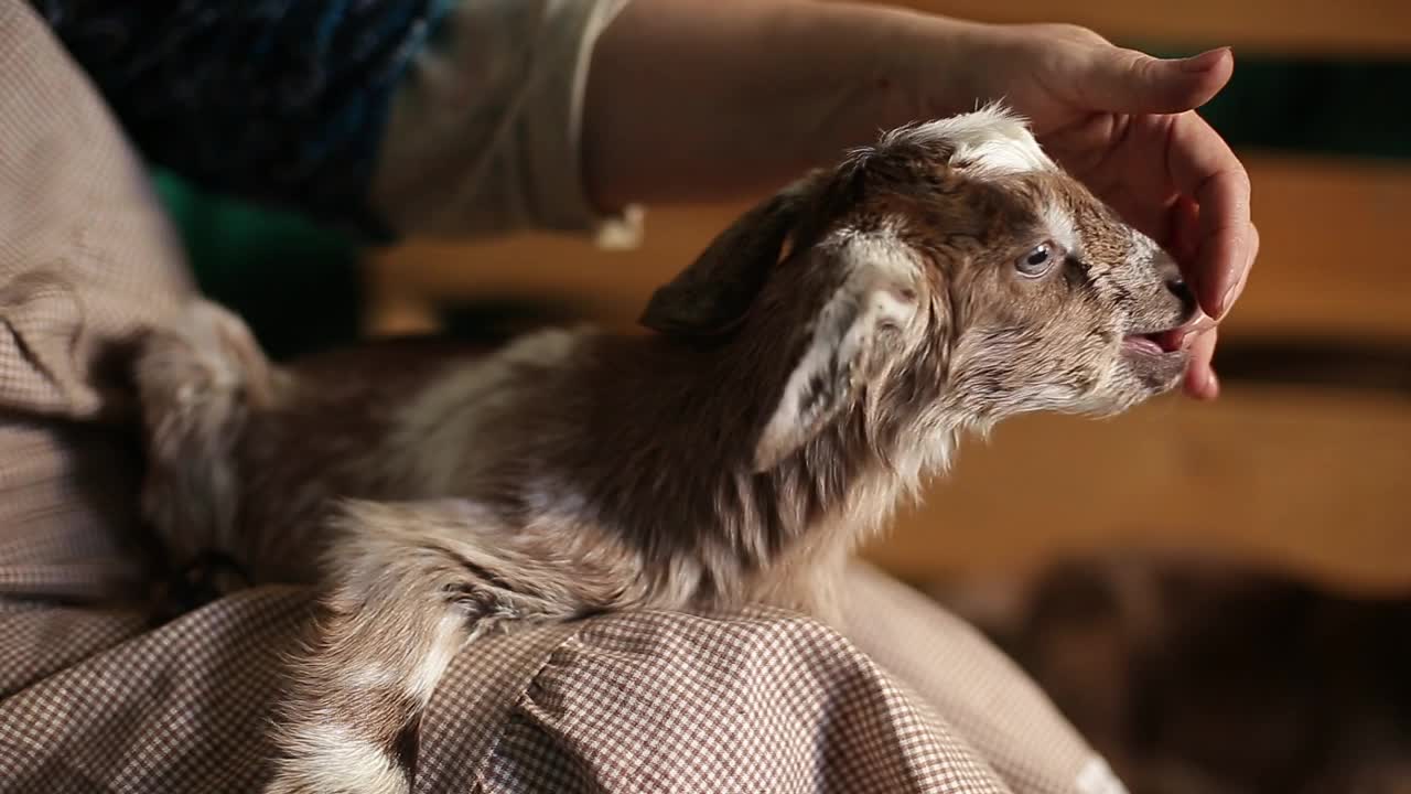 一位妇女怀里抱着一只小山羊。视频素材