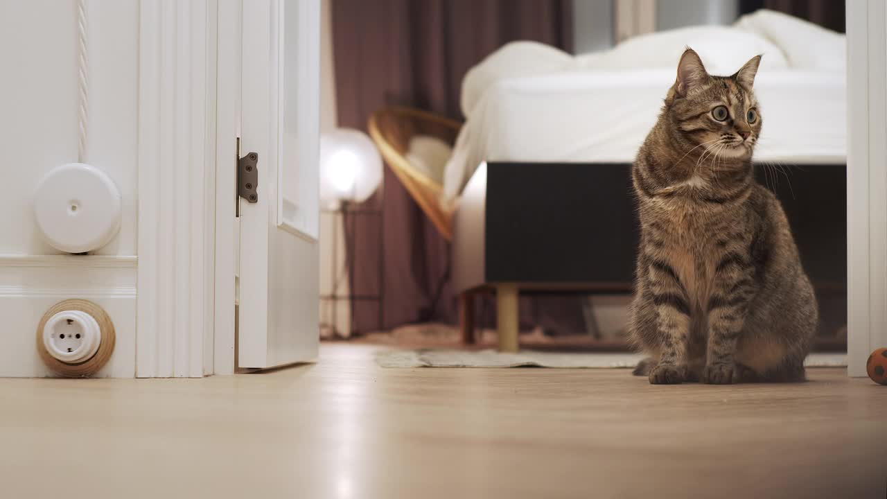 黄色的玩具球在滚动，而可爱和愚蠢的猫只是盯着它。视频下载