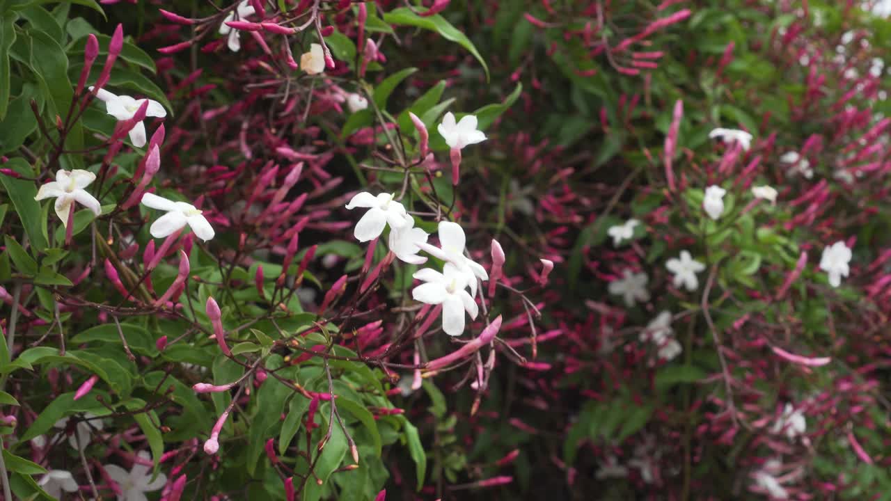 白色的花和粉红色的花蕾的茉莉视频素材