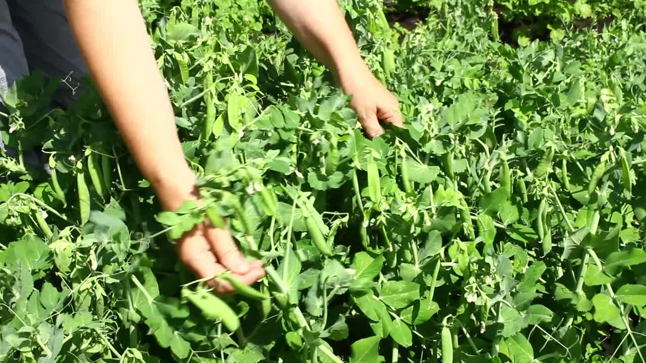 一个女人在检查一个豌豆种植园。成熟的豌豆。视频素材