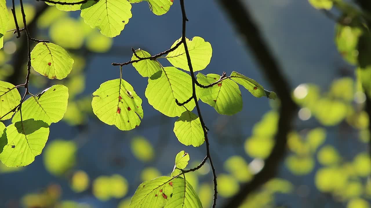 嫩绿的树叶映着明媚的春天视频素材