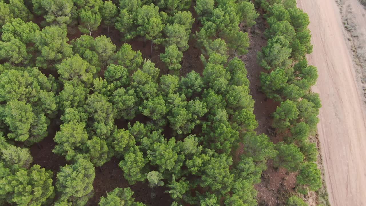 森林，道路和一个湖视频素材