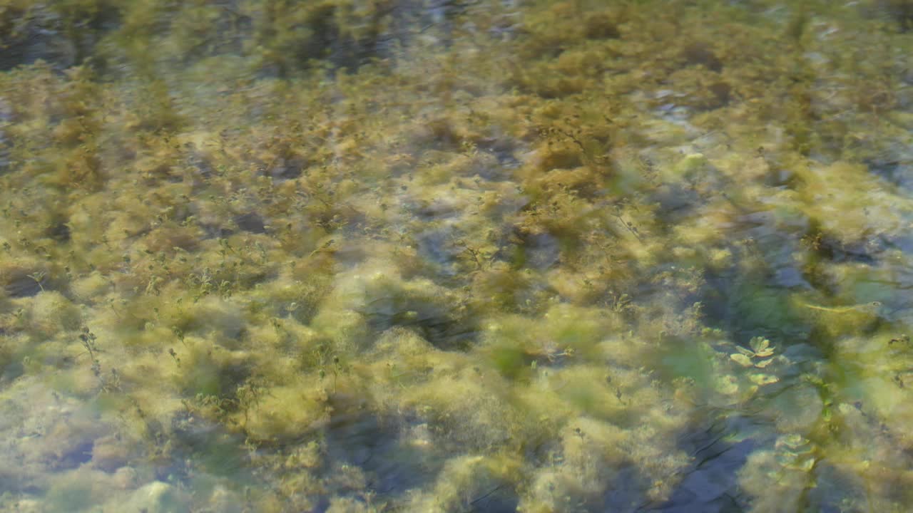 池塘中的水生植物视频素材