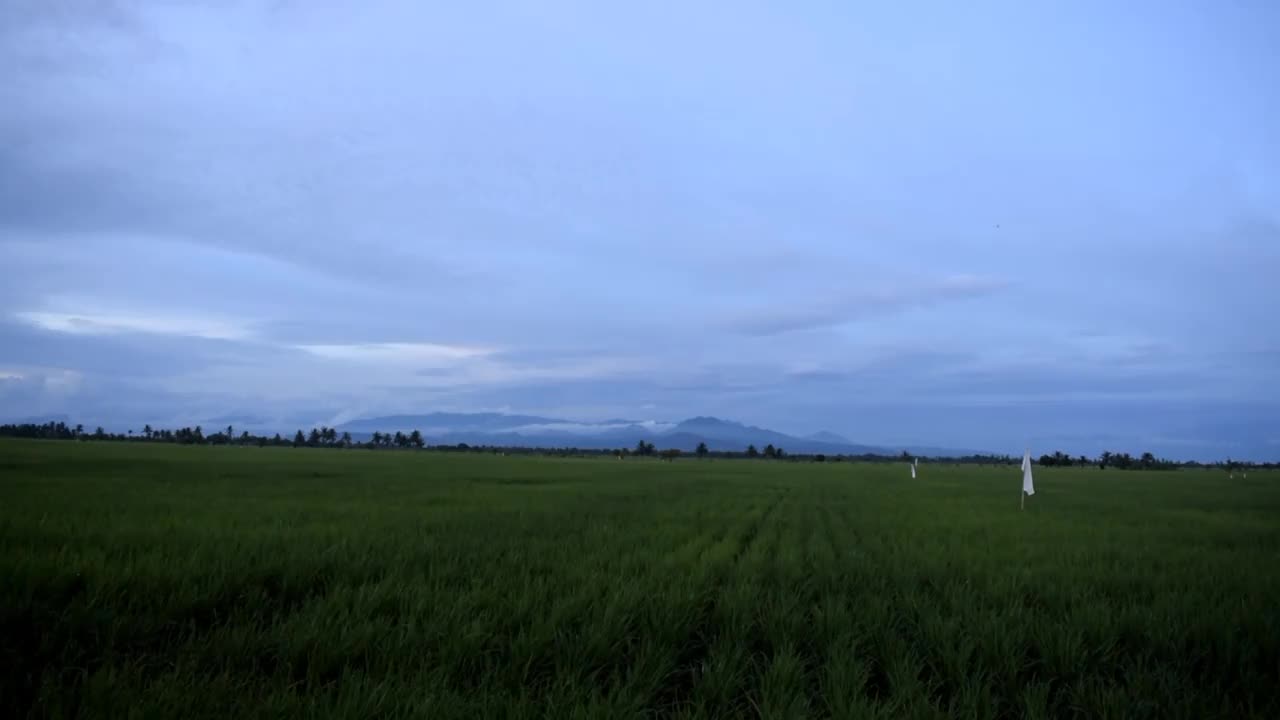 以群山为背景的稻田视频素材