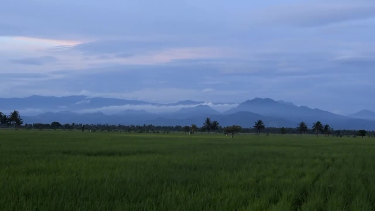以群山为背景的稻田视频素材