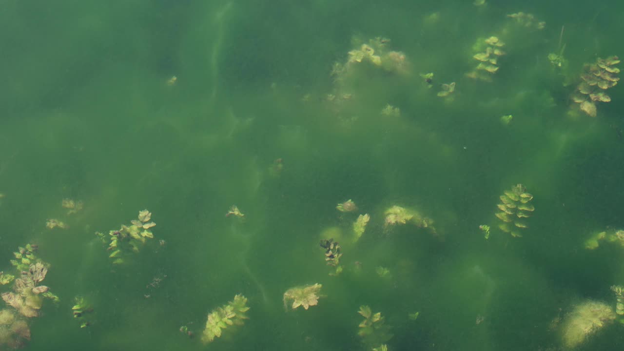 池塘中的水生植物视频素材