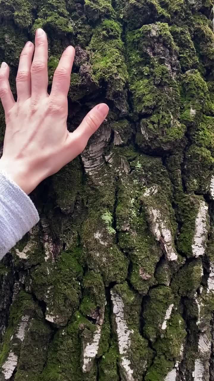 女人抚摸着一棵老树，树干。与大自然接触，手指触摸春天的树。人与自然的友谊理念视频素材