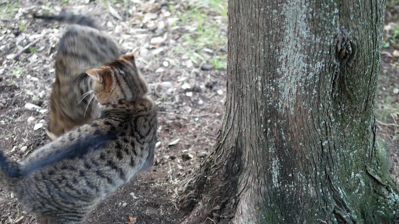 棕猫的录像视频素材