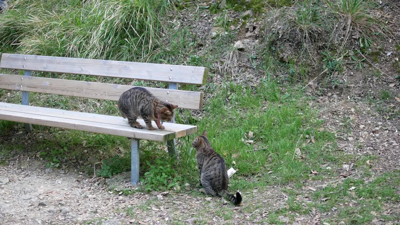 棕猫的录像视频素材