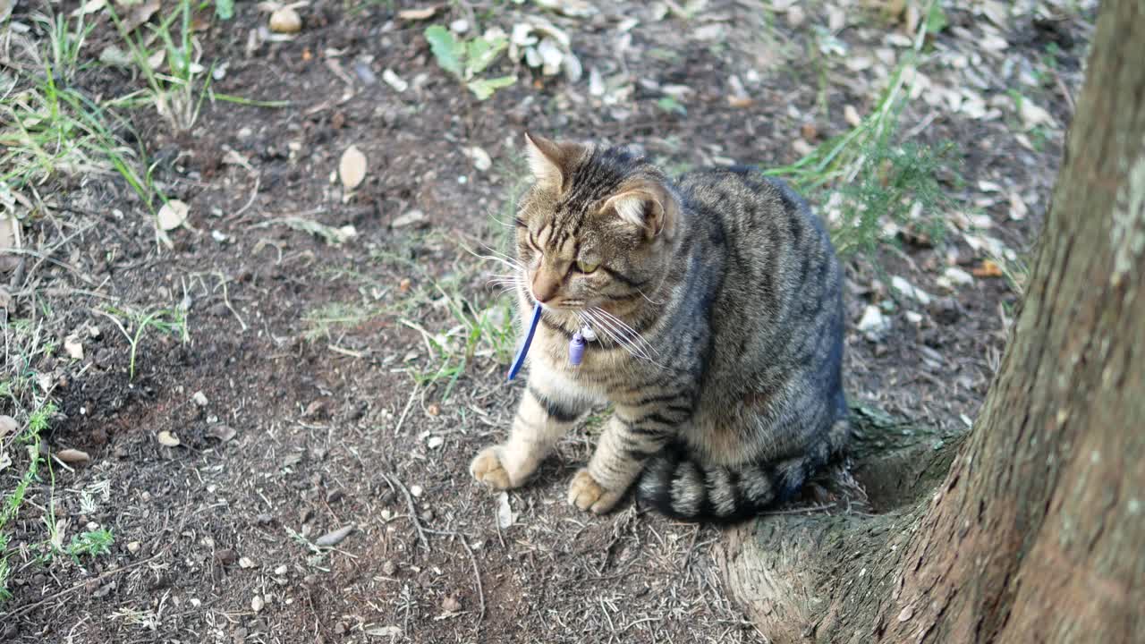 棕猫的录像视频素材