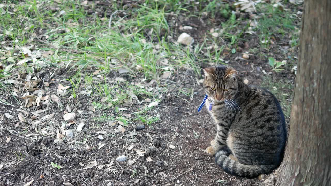 棕猫的录像视频素材