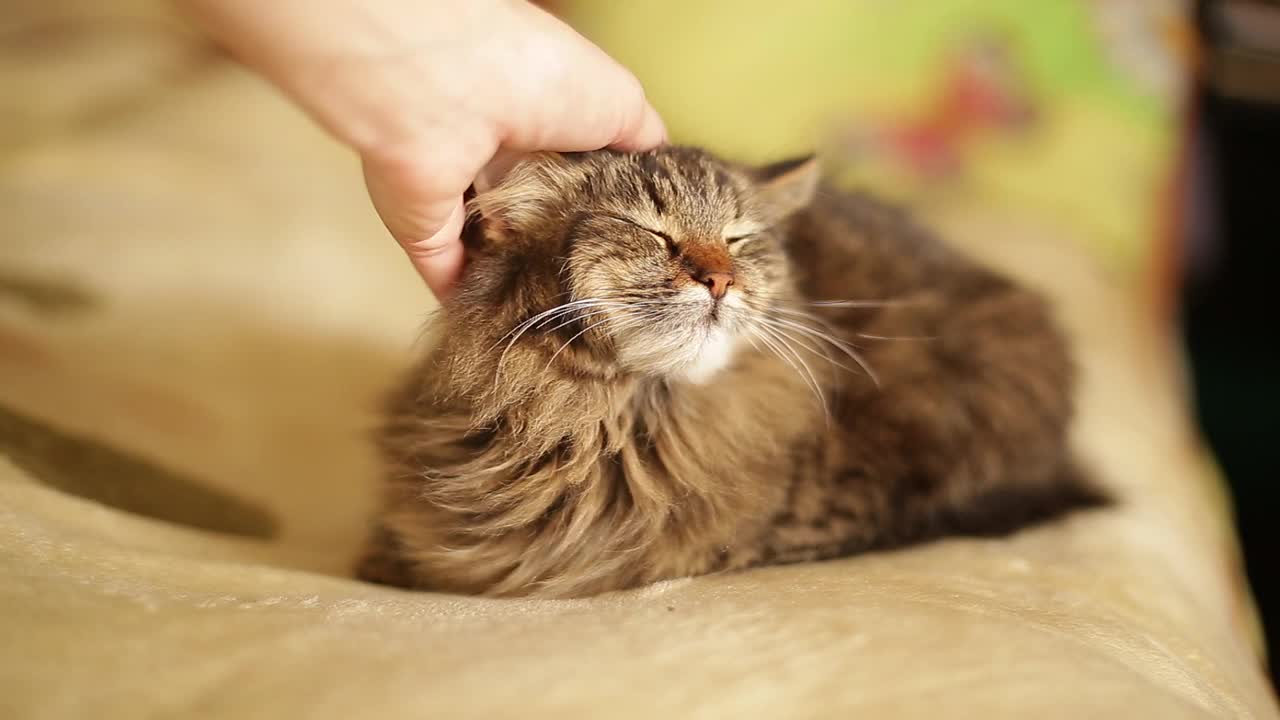 孩子在抚摩猫。视频素材