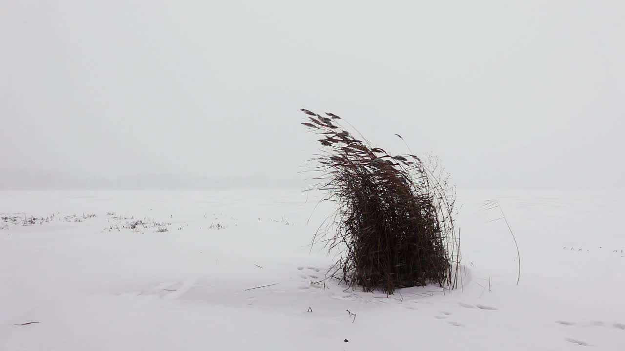 下雪时，一丛干芦苇在结冰的河岸上被风吹得瑟瑟发抖视频素材