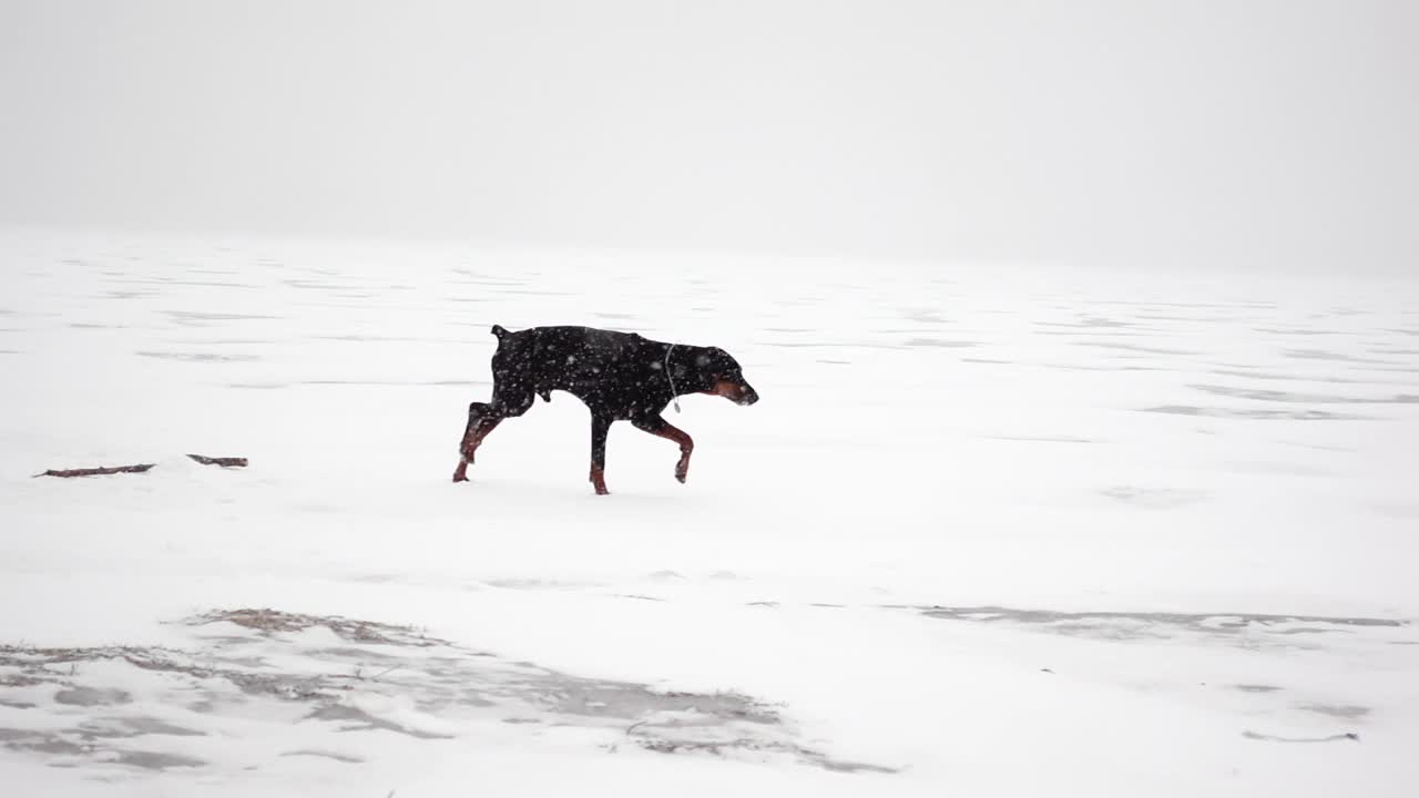 一只黑色纯种狗正在一条冰雪覆盖的河流上奔跑视频素材