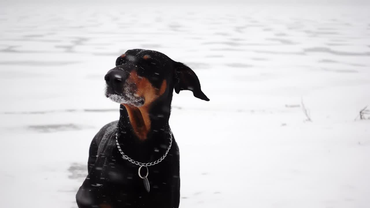 一只黑色杜宾犬站在冰冻的河中央，在暴风雪中狂吠视频素材