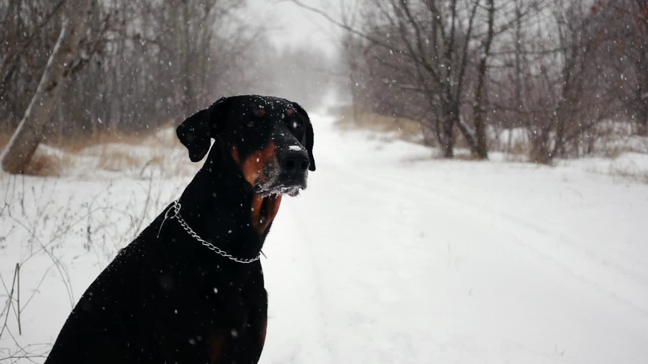 在暴风雪中，杜宾犬坐在树林里的冬季小路上，用慢镜头拍摄视频素材