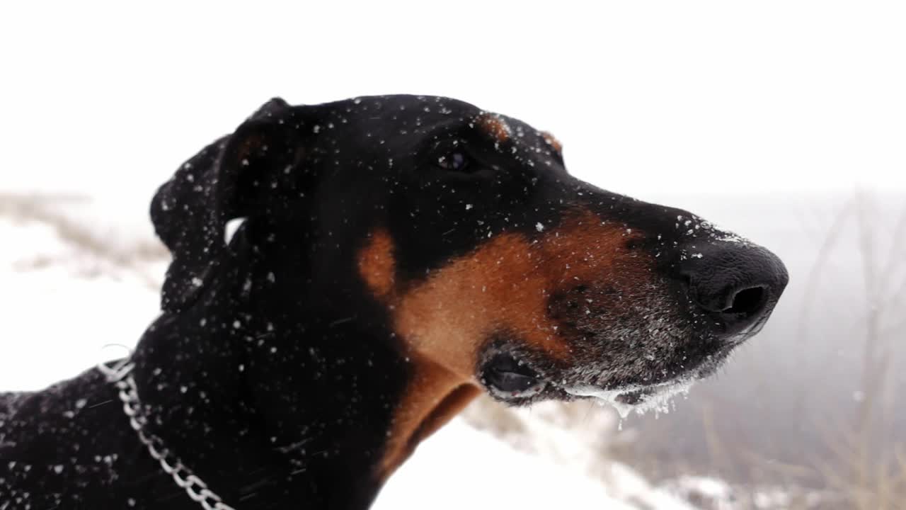 杜宾的头在暴风雪中站在户外的一个慢动作的特写镜头视频素材