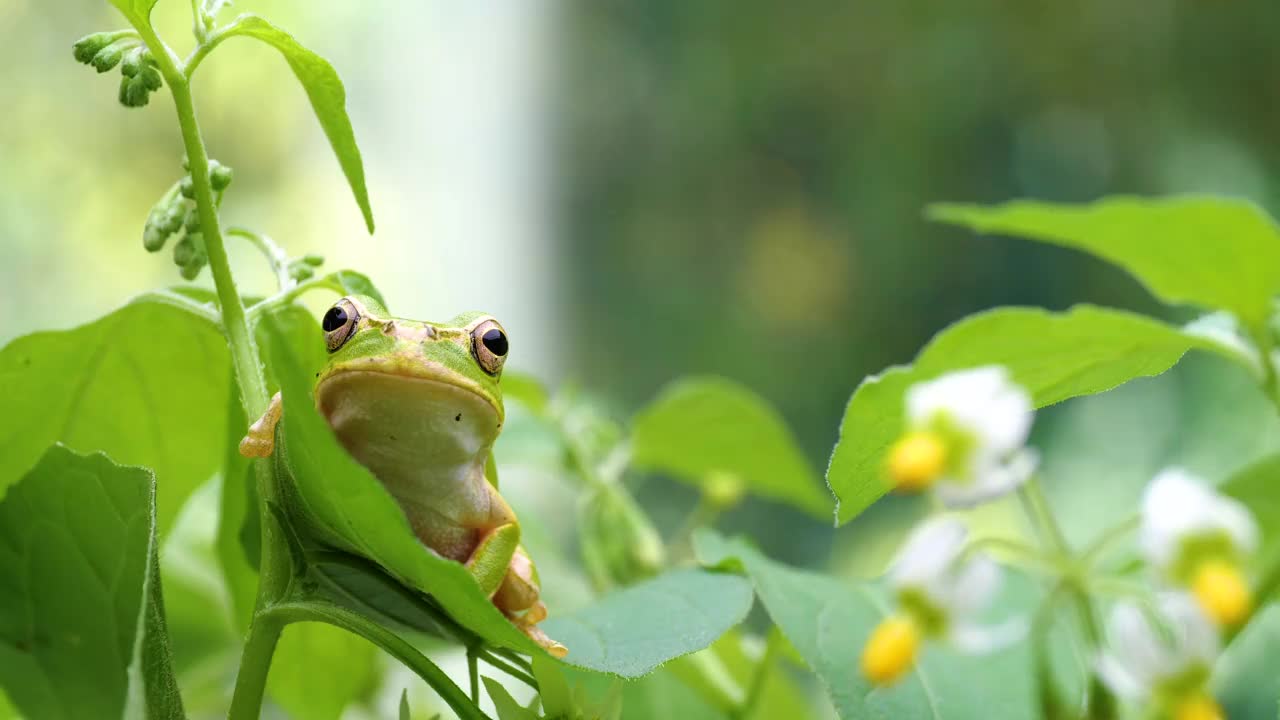 树蛙。视频素材