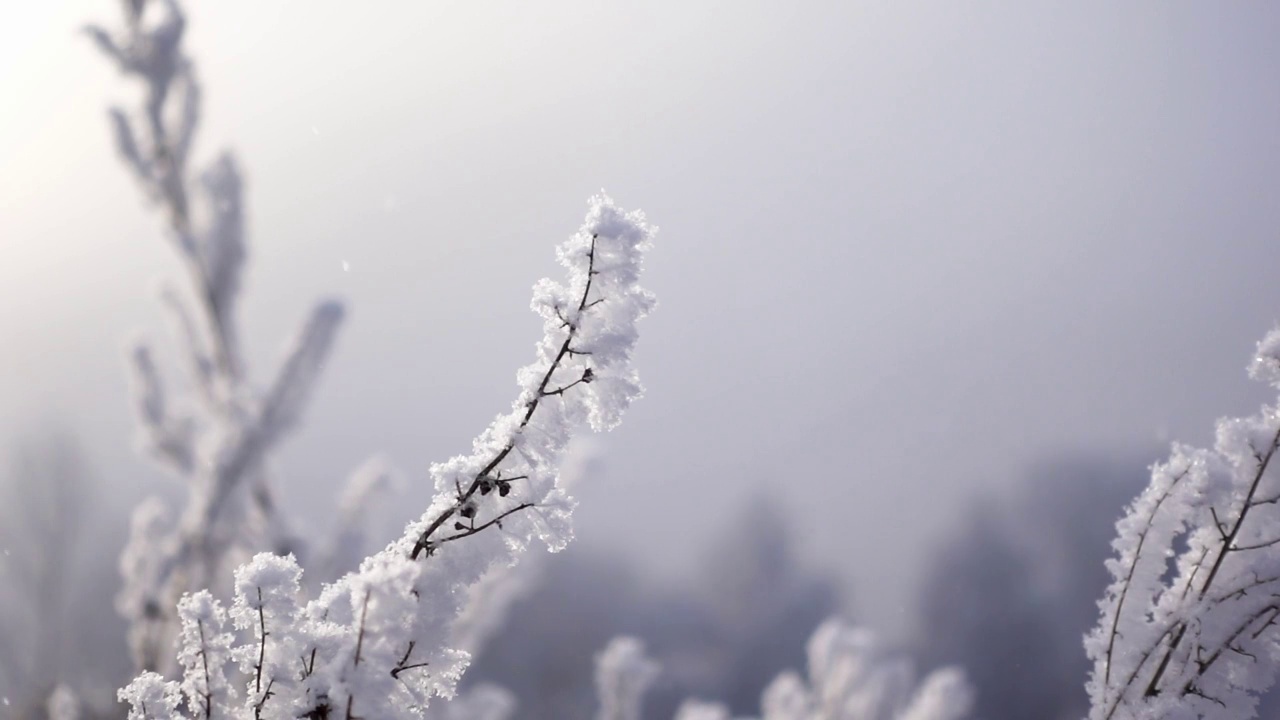 在一个寒冷的冬天，树木的树枝被雪覆盖的宏观视图，在一个缓慢的动作拍摄的森林视频素材