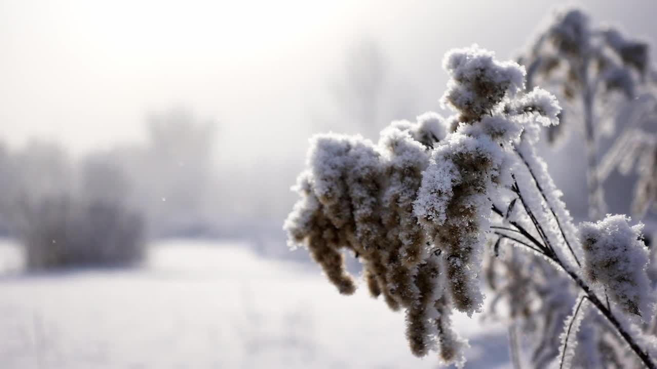 用慢镜头拍摄的草地上被雪覆盖的干芦苇的特写视频素材