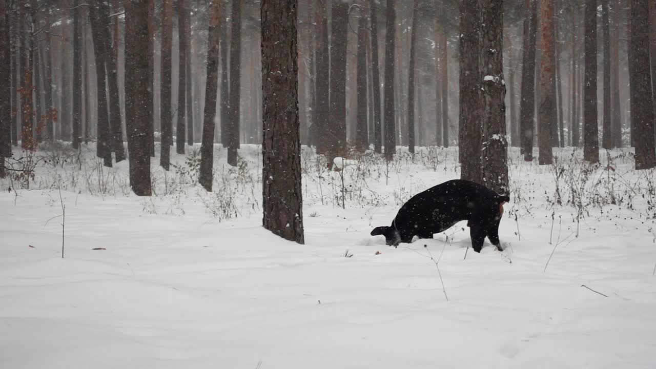 这只黑色杜宾犬正在雪堆里挖洞，慢镜头显示它在冬天的森林里行走视频素材