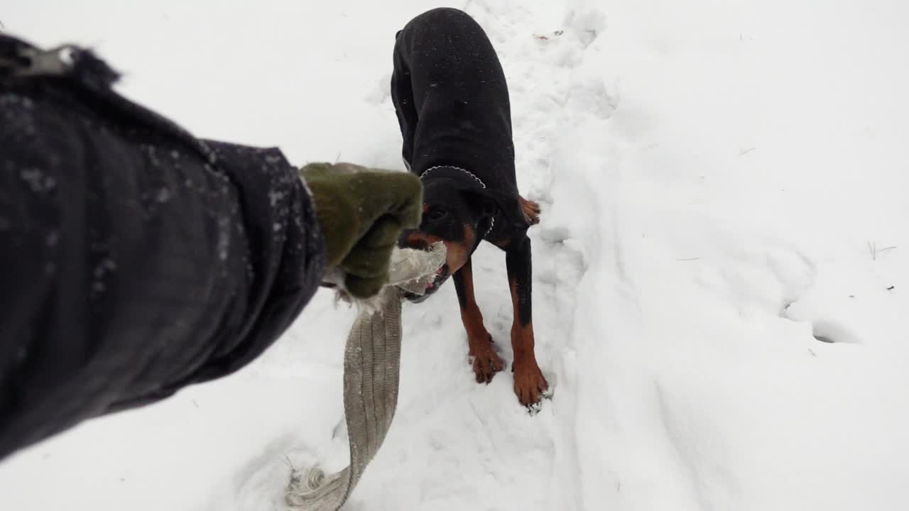 在雪堆里，杜宾犬正嘎吱嘎吱地挣脱主人的手视频素材