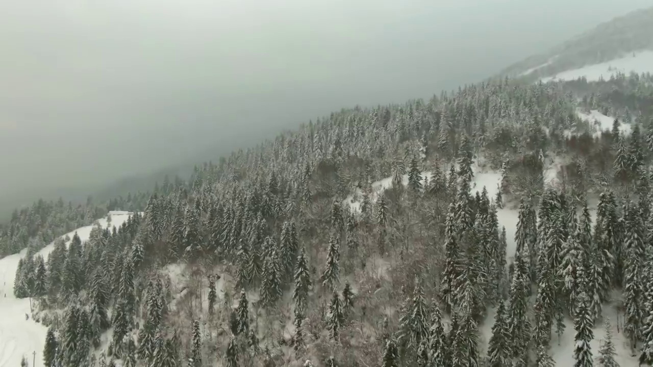 冬天的雪树，鸟瞰图飞过，大自然在一个多雾的日子视频素材