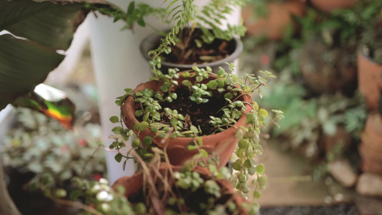 用手把花放在架子上视频素材