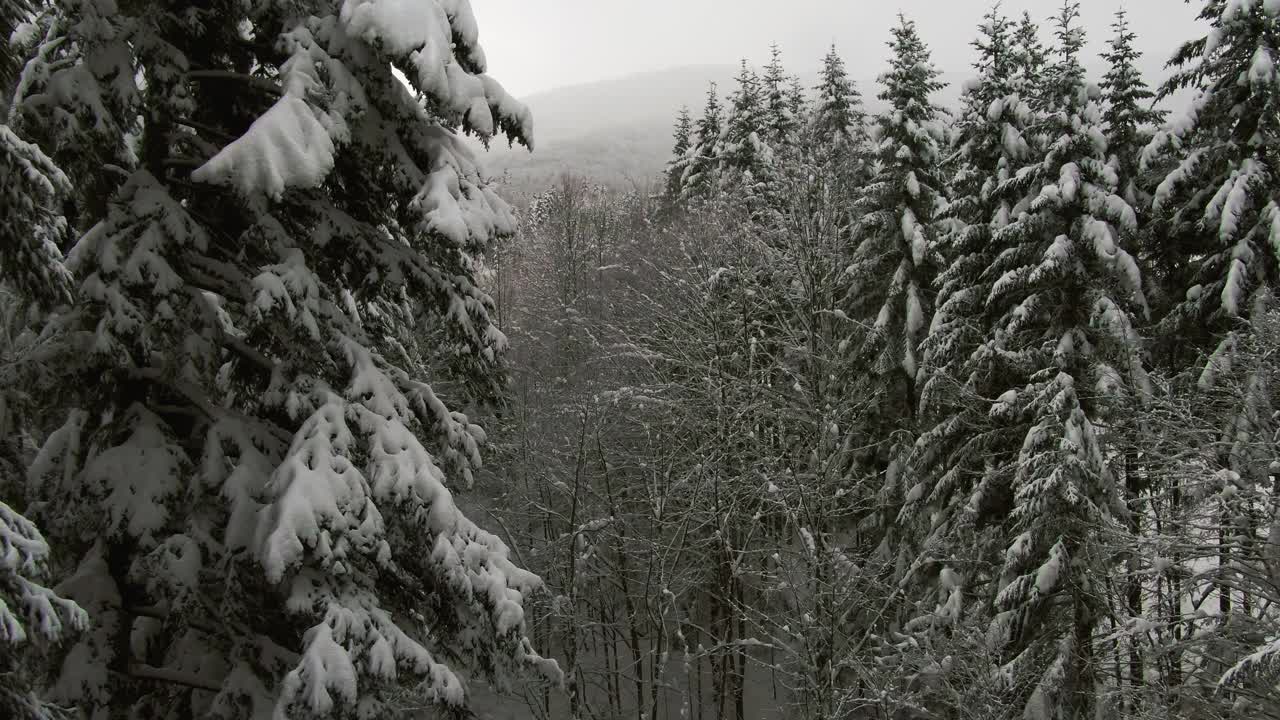 多莉从白雪覆盖的树林中走出来视频素材