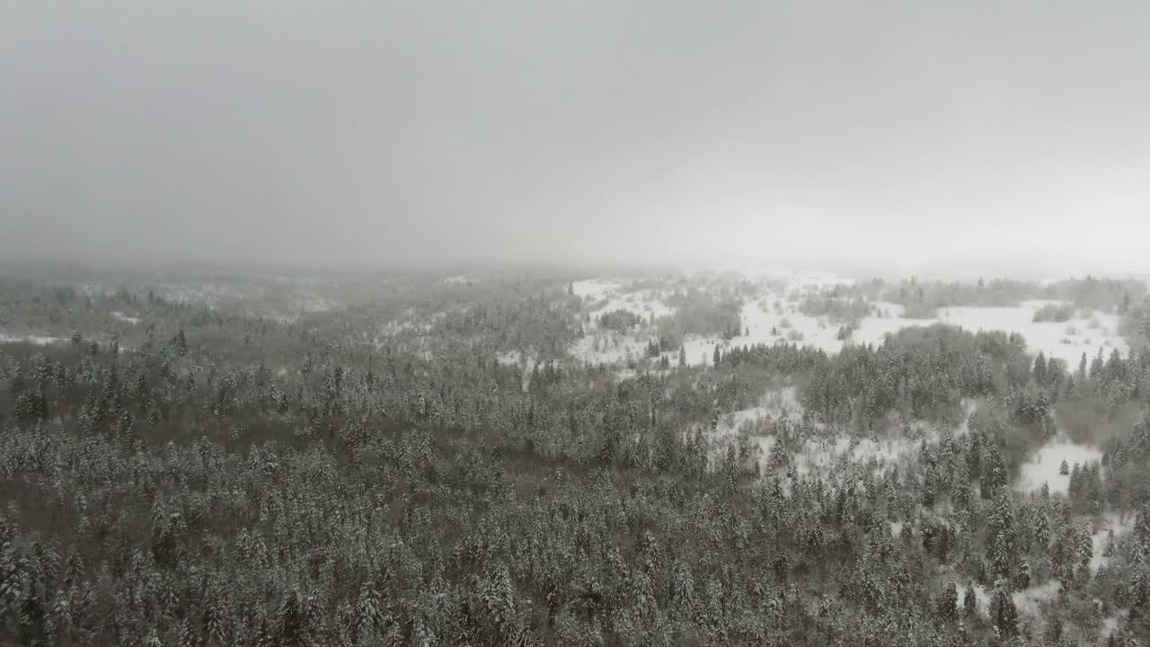 在雪地里飞过冬天的针叶林。无人机的镜头在冬季的雪景中飞过针叶林，在乌云密布的天气中出现灰色的天空视频素材