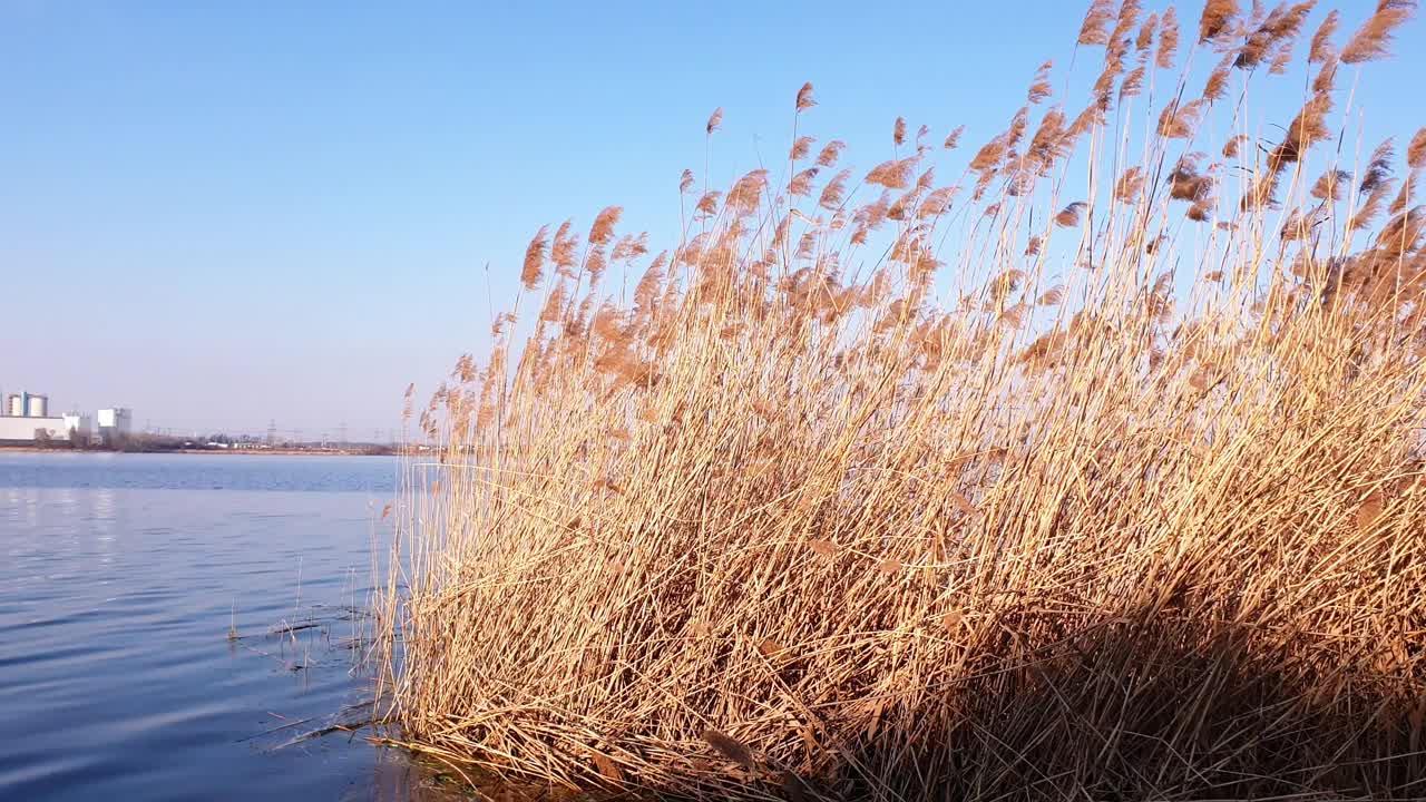 全景与燃煤电厂位于湖畔，Pątnów，波兰。视频素材