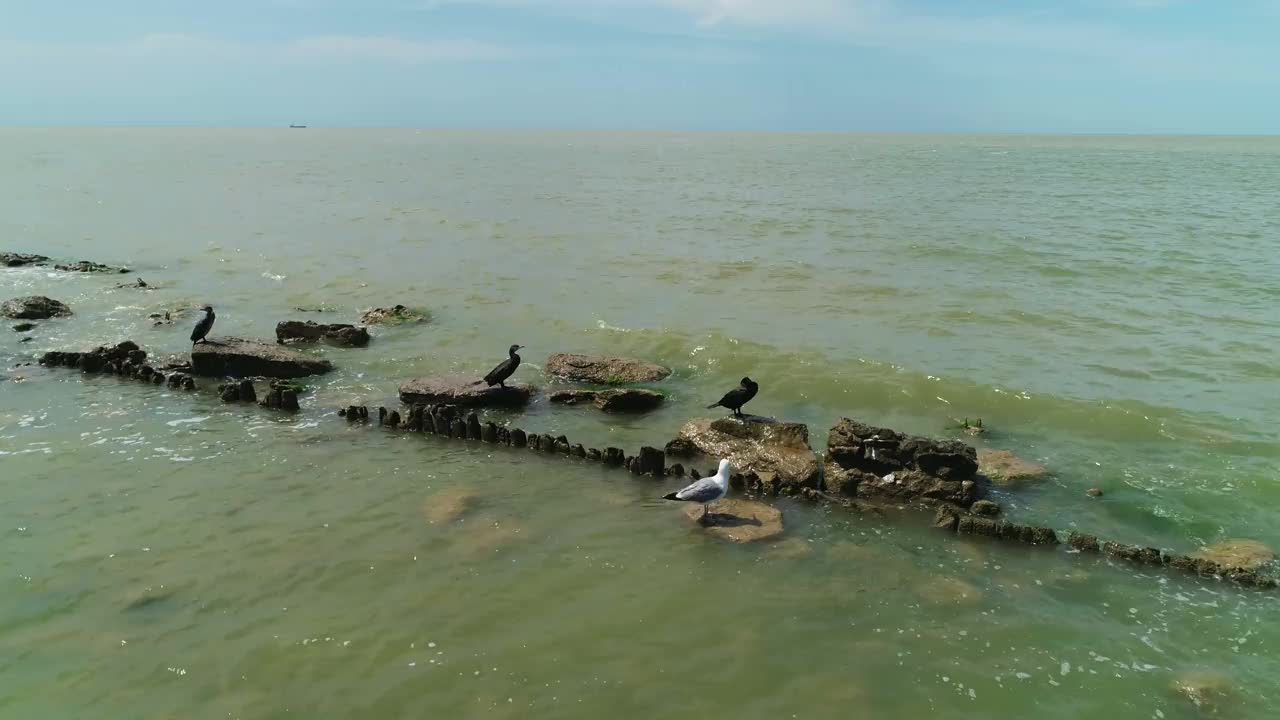 在公海上，海鸥和鸬鹚坐在岩石上。视频素材