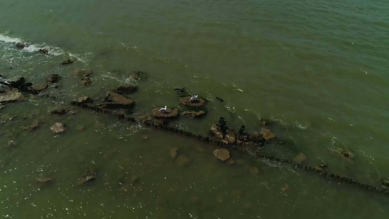 在公海上，海鸥和鸬鹚坐在岩石上。视频素材