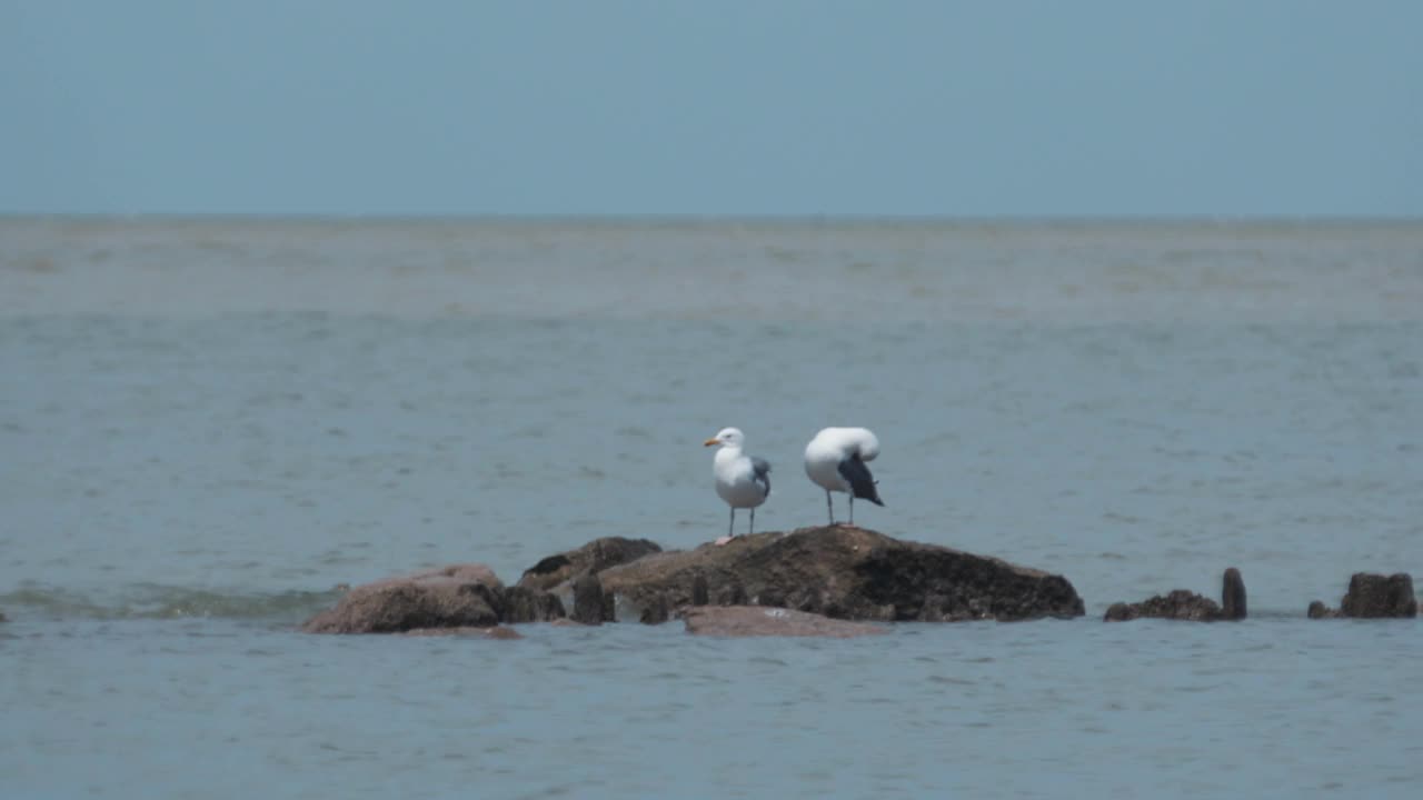 在公海上，海鸥和鸬鹚坐在岩石上。视频素材