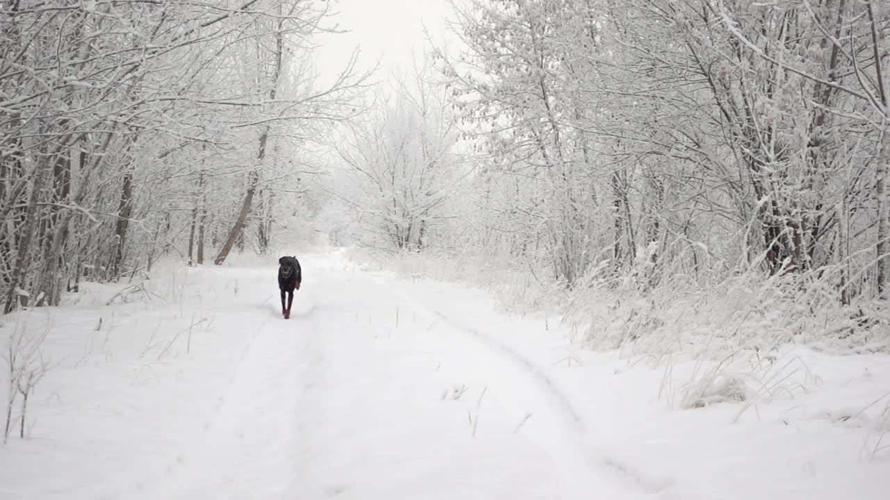 一只大黑狗在冬天的森林里的路上慢镜头地奔跑，周围是飘落的雪花视频素材