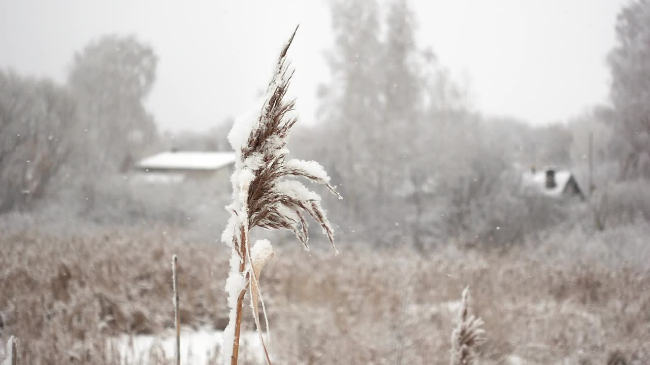 近距离观看芦苇茎在一个草原上的村庄背景在雪花落在缓慢莫视频素材